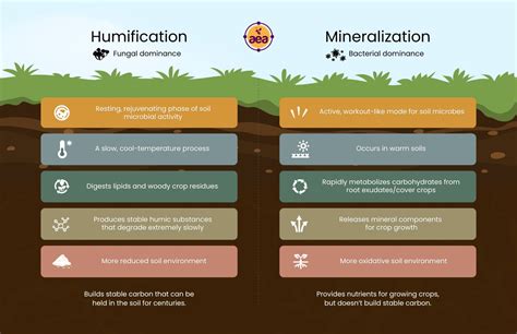 Mineralization Process Explained