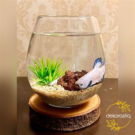 38+ Desain Aquarium Mini Aquarium Ikan Cupang Minimalis PNG