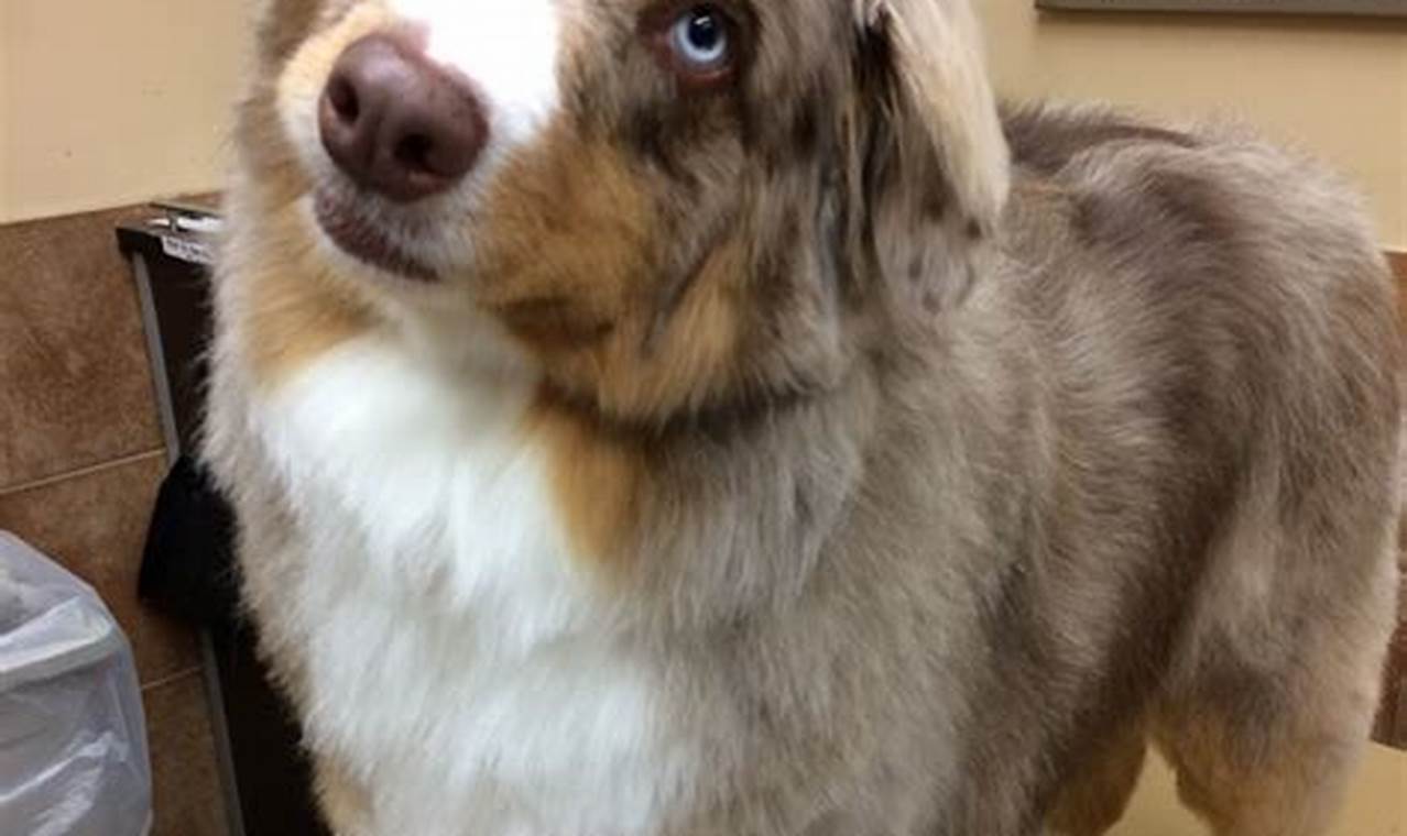 Unveil the Secrets of Mini Australian Shepherd Haircuts: Before and After