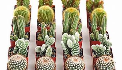 Mini Cactus Plants For Sale Near Me