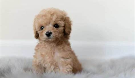 Cachorro de caniche toy de color blanco fca en venta en