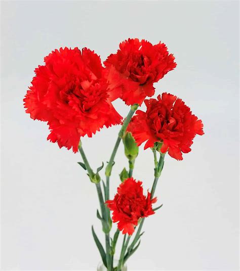 Mini Carnation Flower: A Delightful Addition To Your Garden