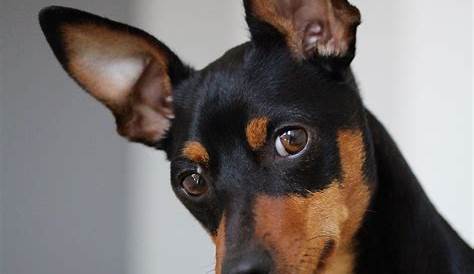 Mini Doberman Pinscher Dog ature Breed Information Pictures Characteristics