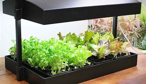 Tregen mon mini potager d'intérieur en 2020 Potager