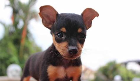 Mini Pincher Toy Blanco Image Result For Pin Photos Puppies, Pinscher