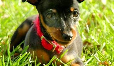 Mini Pinscher Dog Breed Info ature rmation s At thelove