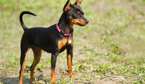 Miniature Pinscher Dog Breed 5 Facts Dogs Breed Usa
