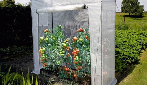 Mini serre de jardin pour tomate Veranda et abri jardin