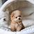 mini teddy bear dog breeds