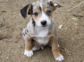 Mini Aussie Jack Russell Mix