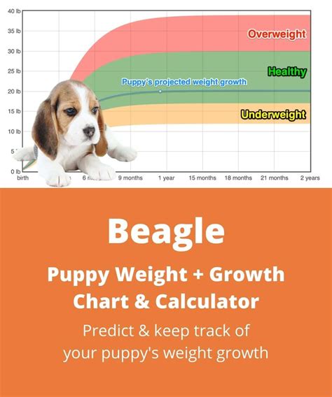 Mini Beagle Weight