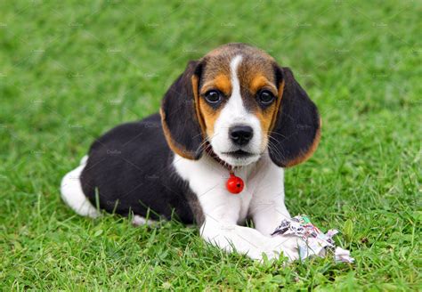 Mini Beagle Welpen