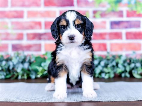 Bernedoodle Puppies Teddy Bear Love Bernedoodles United States