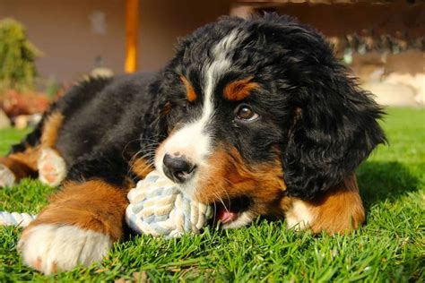 mini bernese mountain dog size