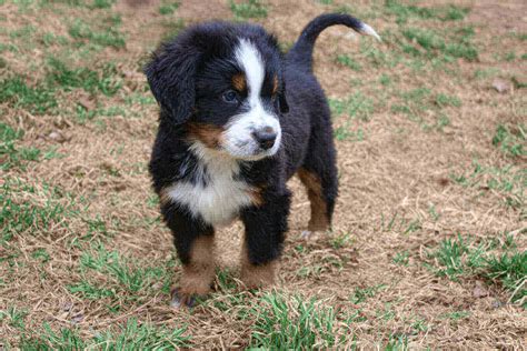 mini bernese mountain dogs