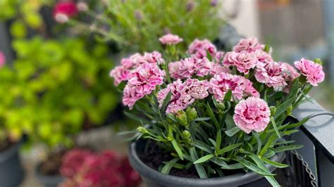 Mini Carnations Care