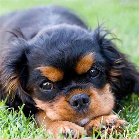 mini cavalier king charles puppies for sale