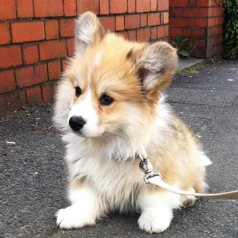 Mini Corgi For Adoption