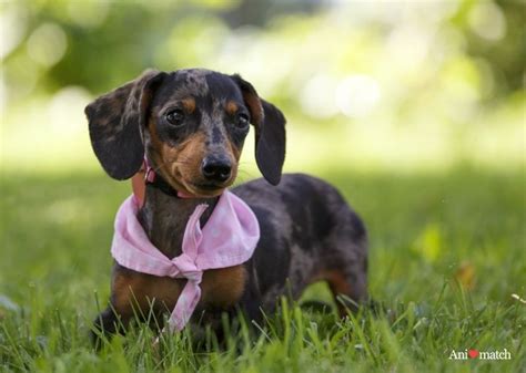 mini dachshunds for adoption