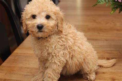 mini goldendoodle nyc
