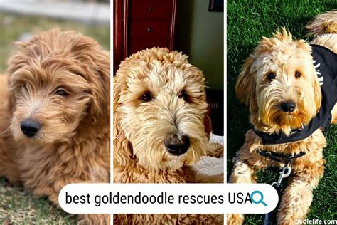 mini goldendoodle rescue