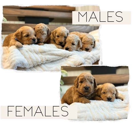 Mini Goldendoodle Winnipeg