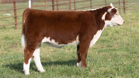 mini hereford cows for sale