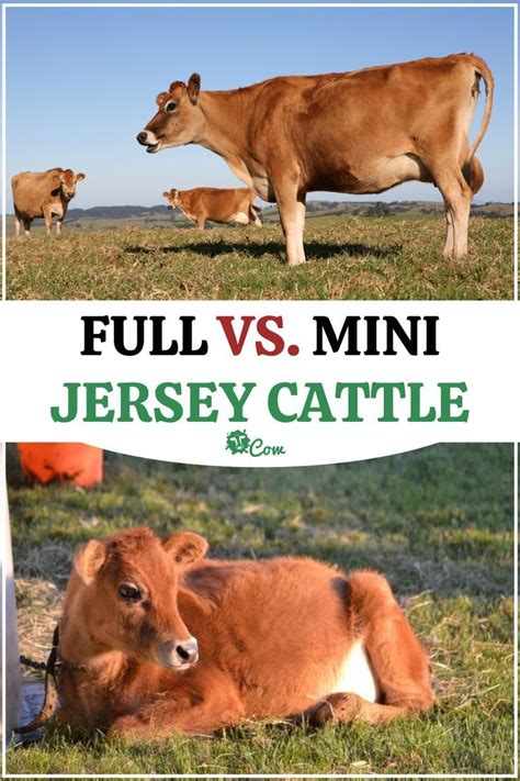 Mini Jersey Vs Jersey
