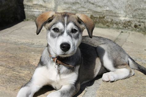 Mini Labrador Husky