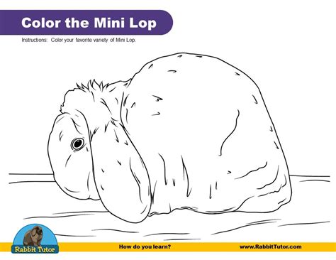 Mini Lop Coloring Pages