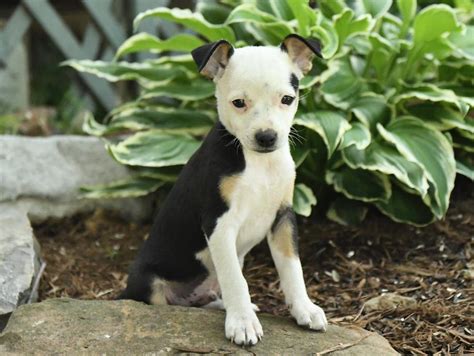 mini rat terrier for sale near me