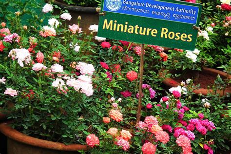 Mini Rose: Tiny Bloom, Big Impact