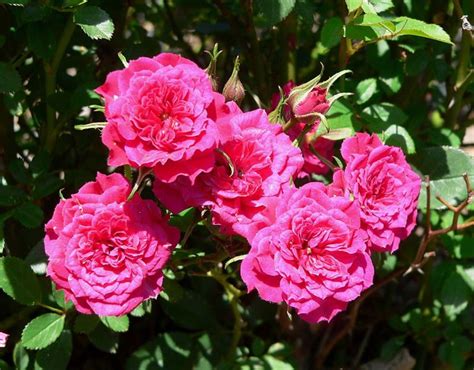 Grow Stunning Mini Rose Bushes Today