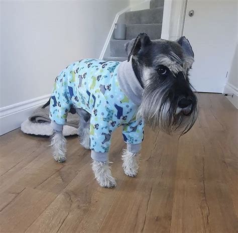 Mini Schnauzer Dog Clothes