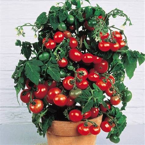 mini tomato plant seeds
