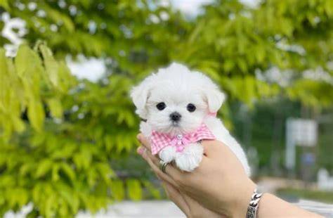 French Poodle Mini Toy 3,800.00 en Mercado Libre