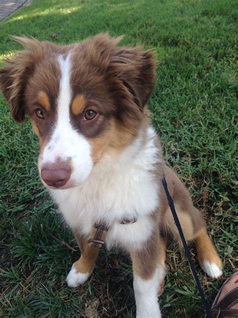 Red Tri Australian Shepherd Guide Everything To Know!