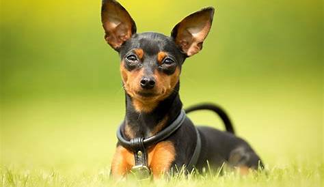 Miniature Pinscher Dogs 101 Animal
