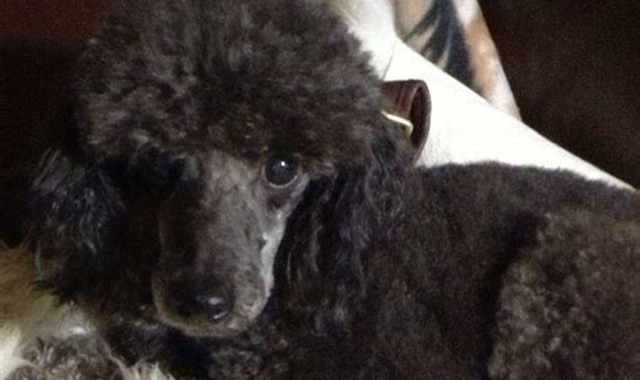 Trusted Adoptions: Find Miniature Poodles Today