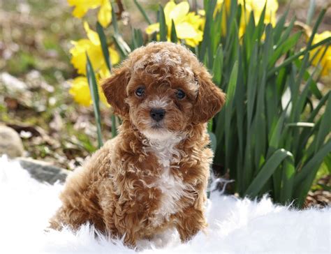 ACA Registered Miniature Poodle For Sale Millersburg, OH Male Javin AC Puppies LLC