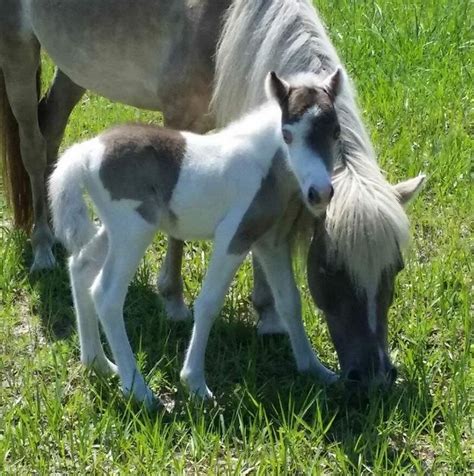 miniature horse breeders in florida