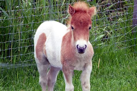 miniature horses and ponies for sale