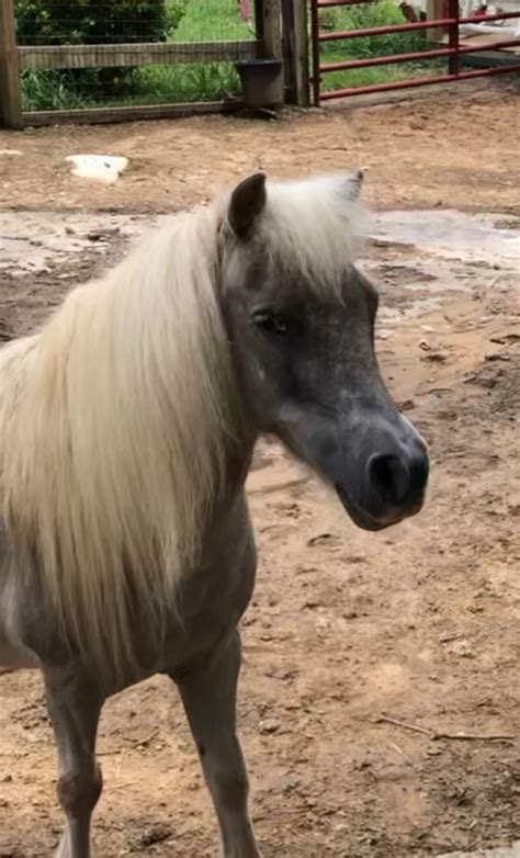 miniature horses for adoption near me