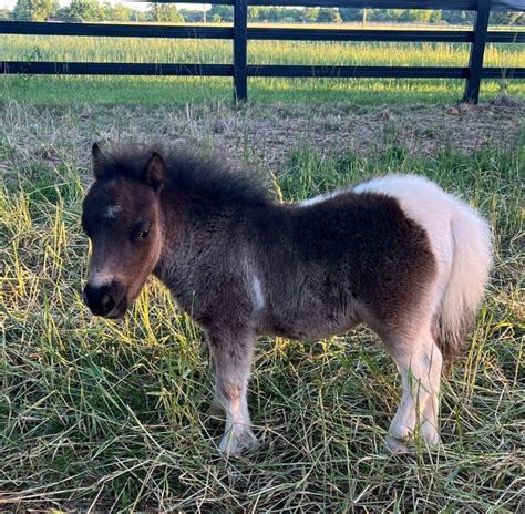 miniature horses for sale in