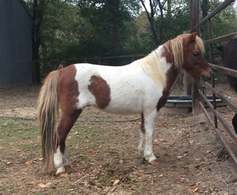 miniature horses for sale in indiana