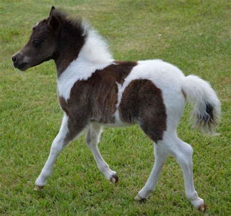 miniature horses for sale in tennessee