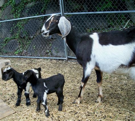 miniature nubian goats for sale
