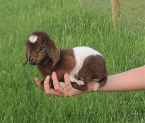miniature nubian goats for sale near me