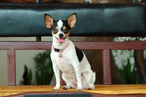 miniature rat terrier breeders in florida