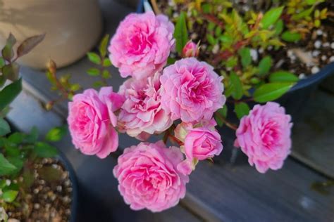 Tiny Garden Treasure: The Miniature Rose Bush Revolution